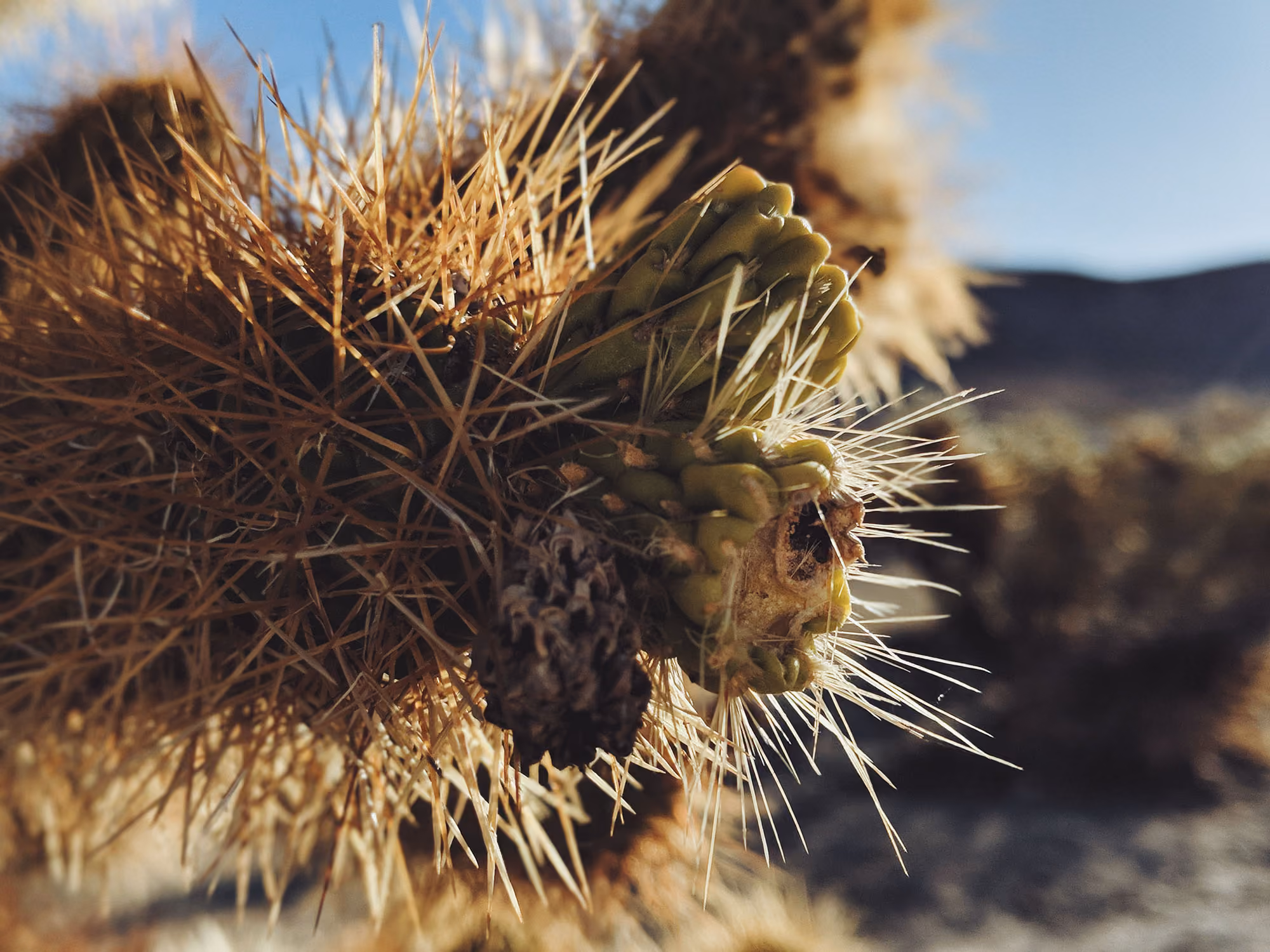Close-up of a spiky cactus with a small green bud and brown seed pod in desert sunlight.