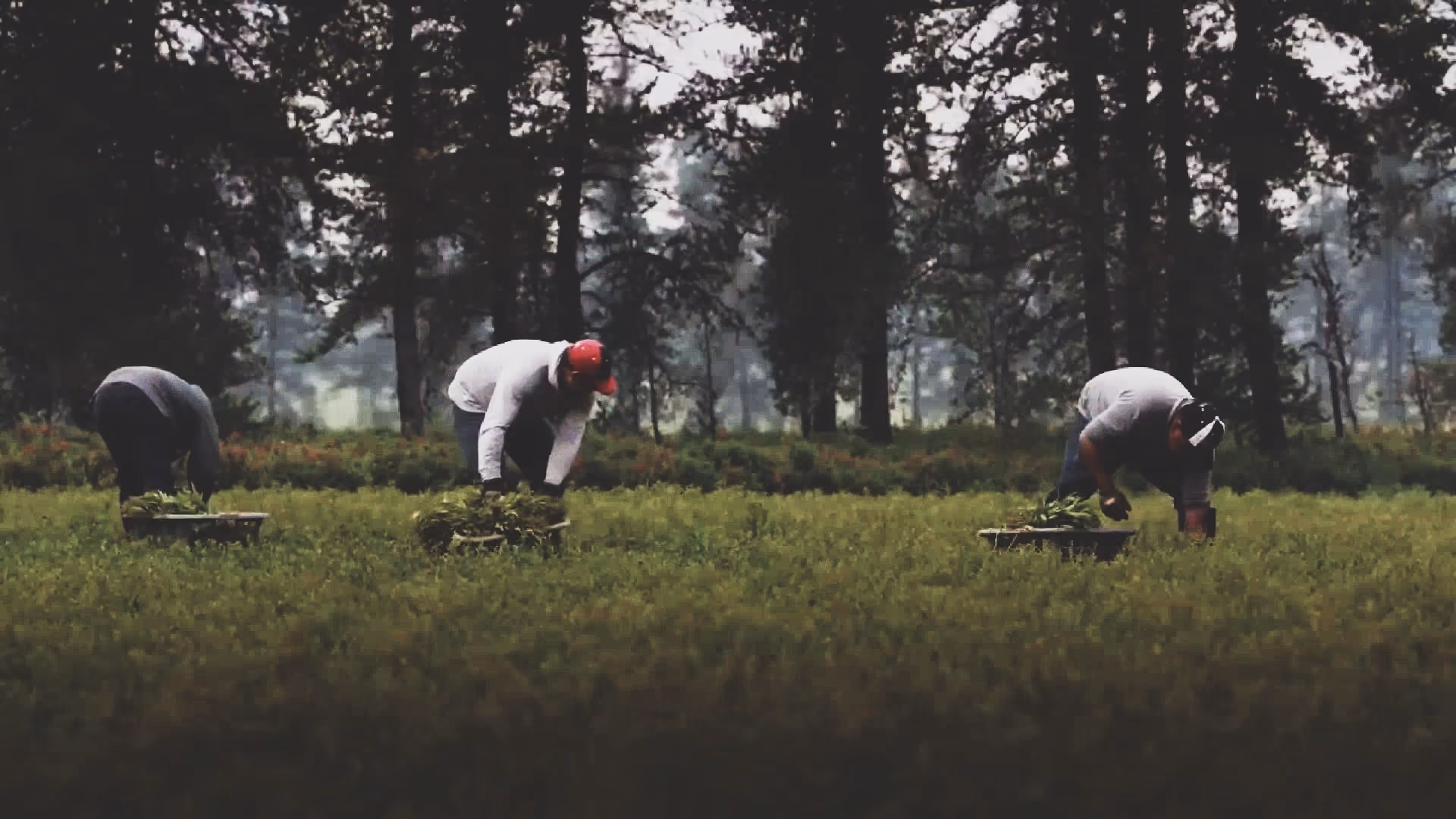 Three workers bending over harvesting Sweetfern crops in a field with trees in the background.