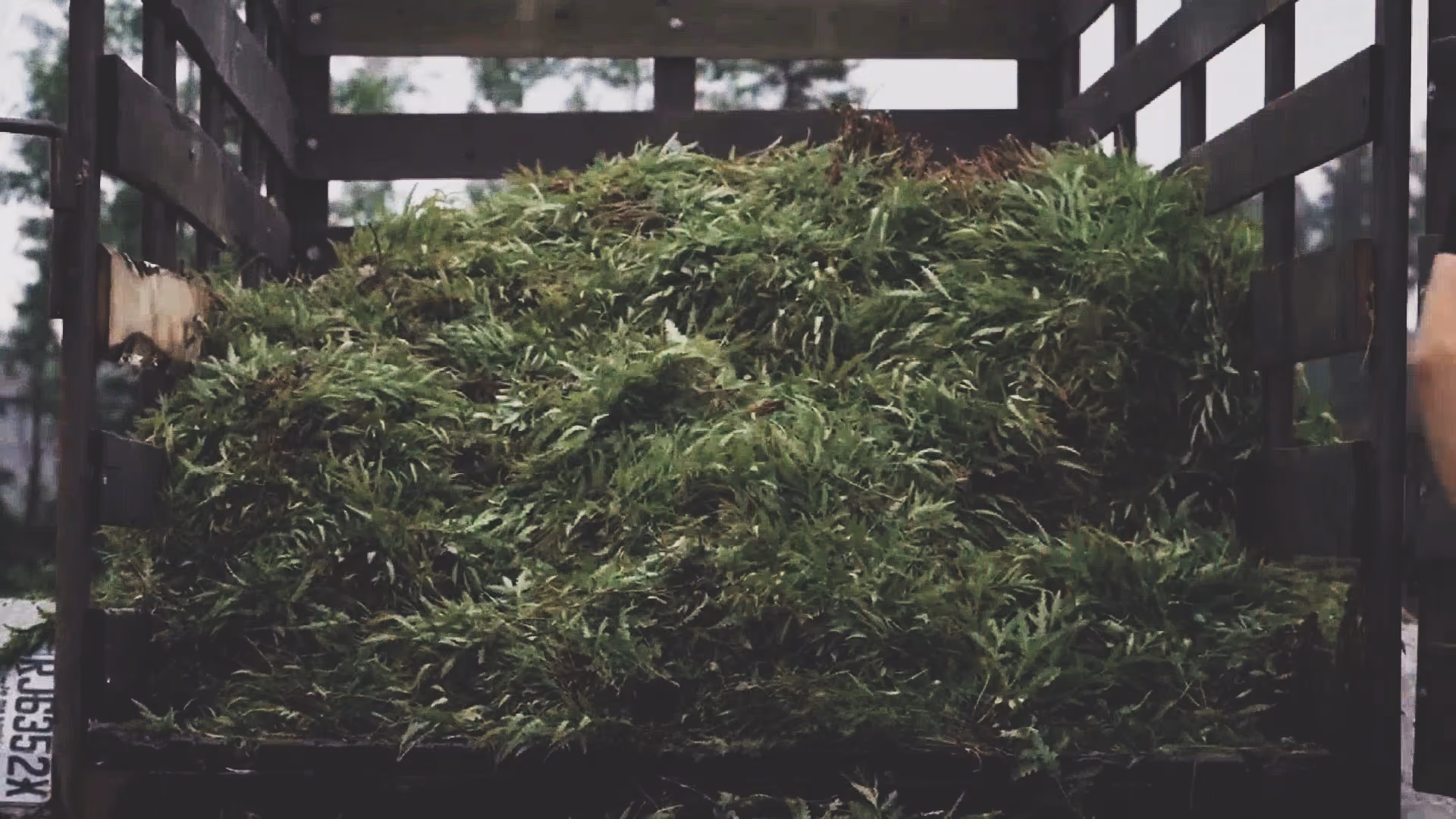Large pile of freshly harvested Sweetfern loaded in the back of a wooden truck bed.