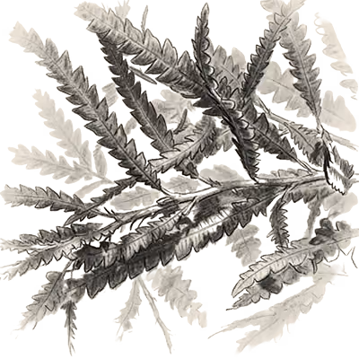 Sweetfern