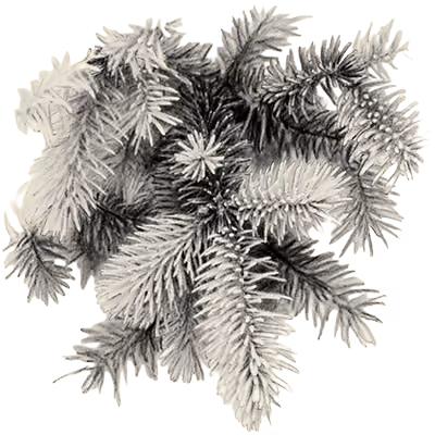 White Spruce
