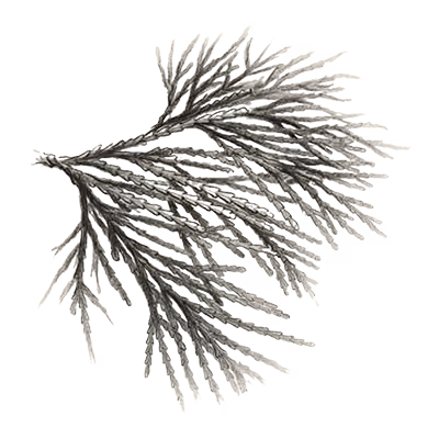 Incense Cedar