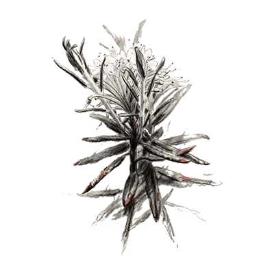 Labrador Tea