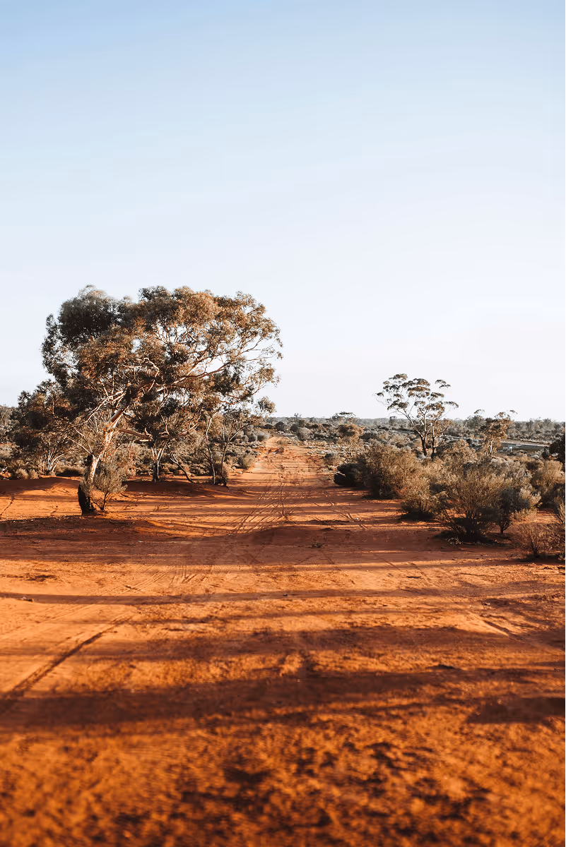 Sunlit red dirt road lined with sparse eucalyptus trees and shrubs under a clear sky.