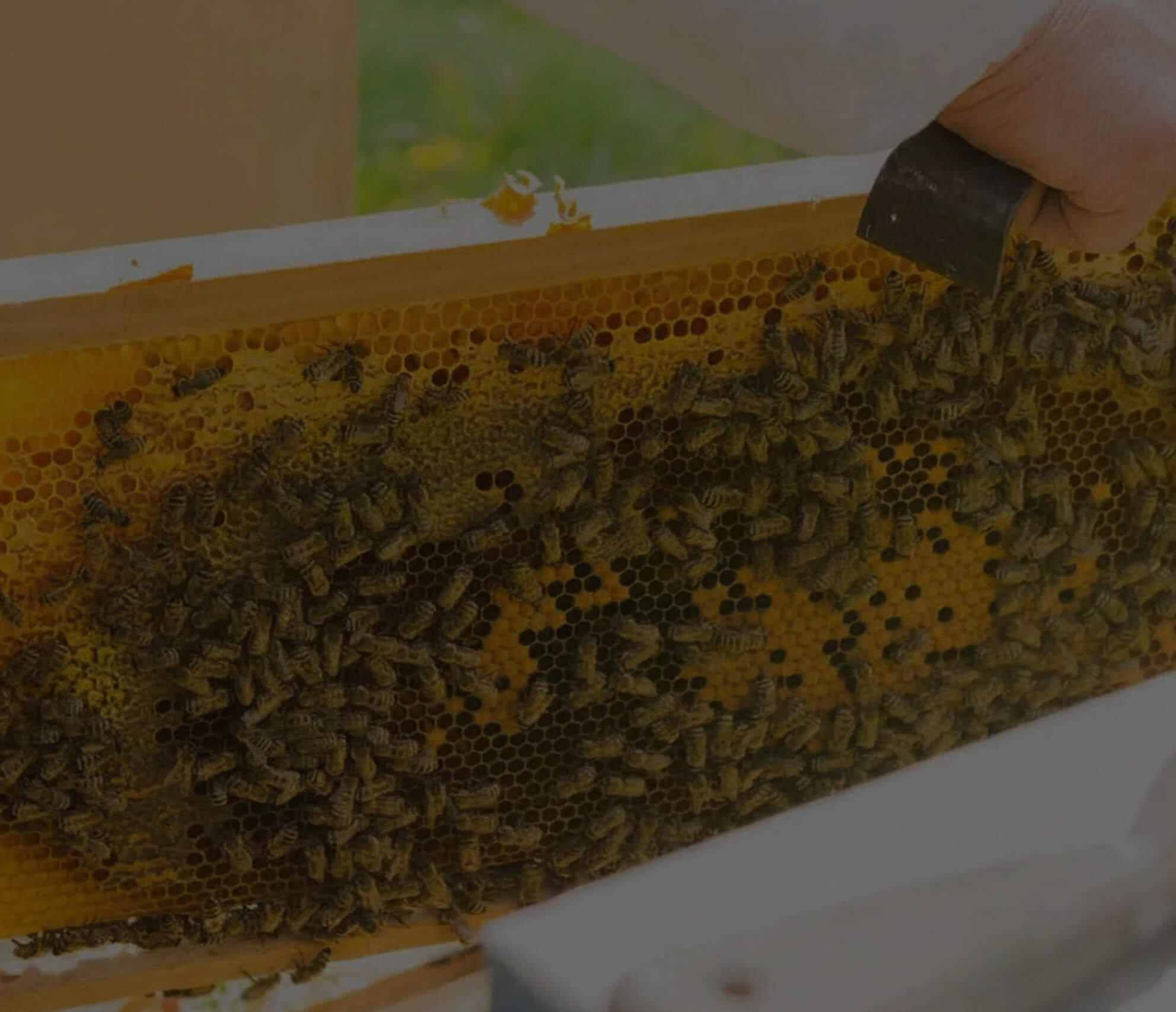 Removal Bg