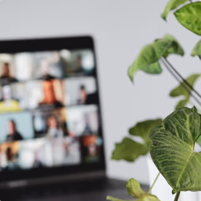Une plante verte avec des feuilles nettes à droite, un écran flou de visioconférence à gauche en arrière-plan.