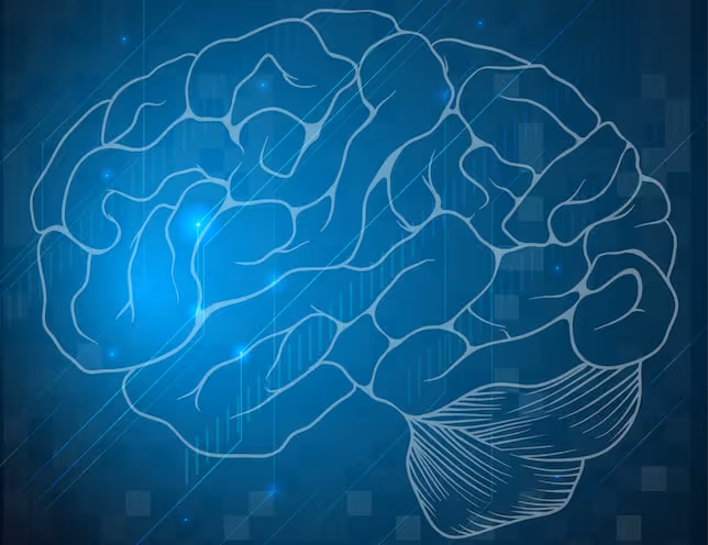 How does the brain process auditory stimuli