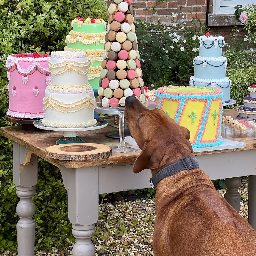 Brown dog sniffing a tall tower of colorful macarons on a wooden table with decorated cakes outdoors.