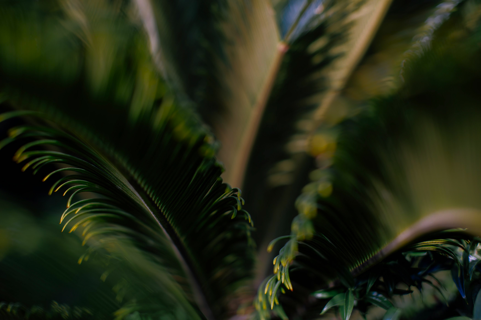 image of location (for a animal welfare nonprofit)