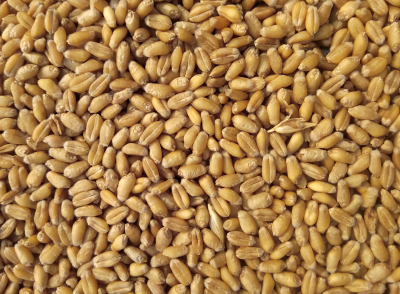 Close-up of many light brown wheat grains spread out evenly.