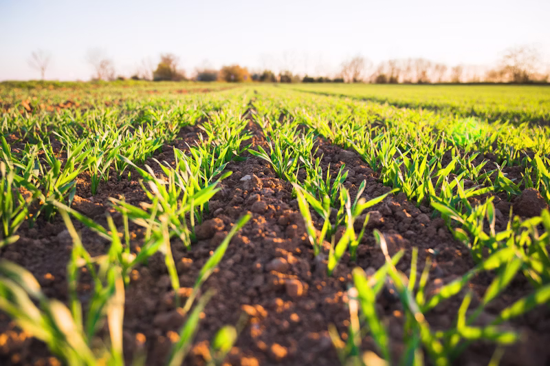 Rows of young green crops growing in a sunlit field with a blurry tree line in the background.