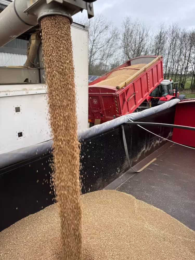 Grain pouring from a chute into a truck bed with a red trailer and tractor in the background.
