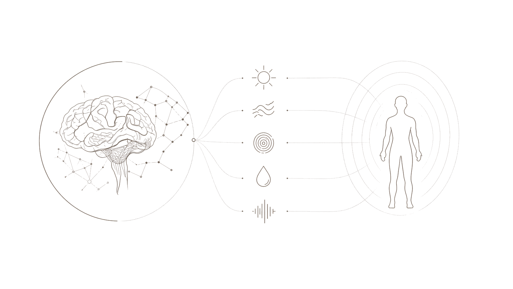 Brain to body neuroscience diagram