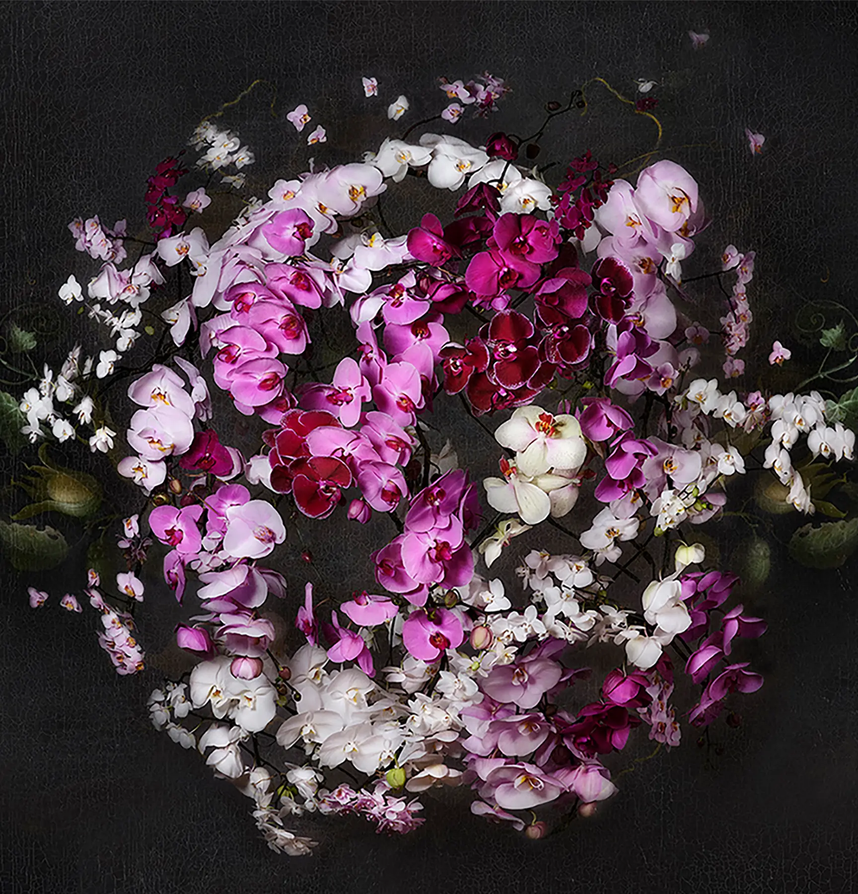 Circle of orchids in shades of pink, white, and red on a dark textured background.