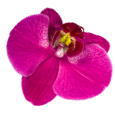 Close-up of a vibrant pink orchid flower with detailed petals and a yellow center.