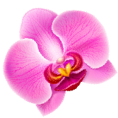 Close-up of a vibrant pink orchid flower with delicate petals and detailed veins.