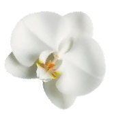 Single white orchid flower with yellow and orange center on a white background.