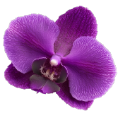 Close-up of a vibrant purple orchid flower with detailed petals and center.