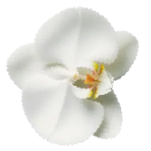Close-up of a white orchid flower with yellow and orange center details.