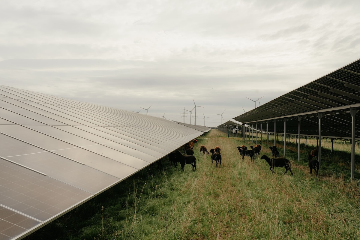 Ziegen weiden auf Gras zwischen zwei Reihen von Solarpanelen unter einem bewölkten Himmel mit Windrädern im Hintergrund.