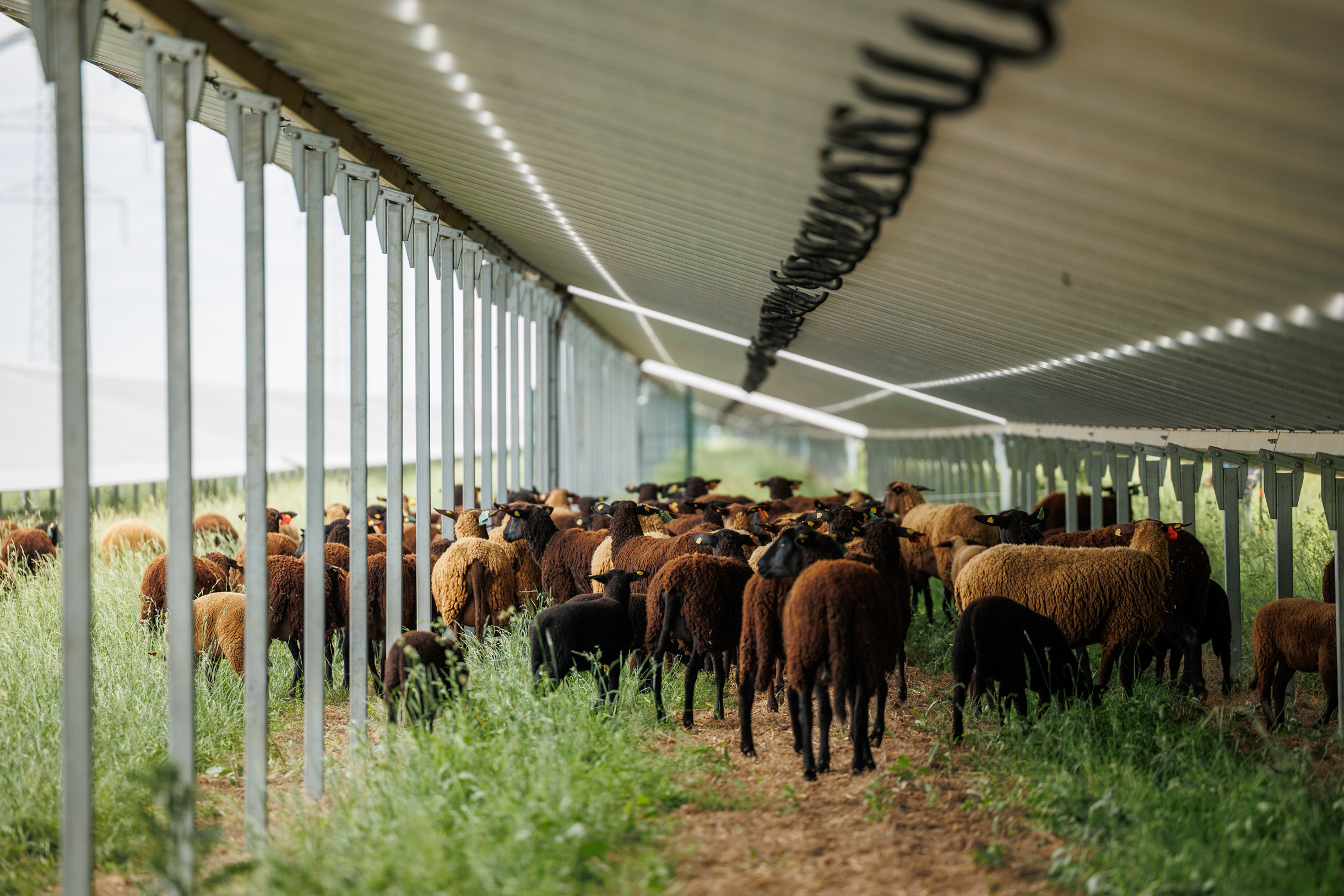 Viele braune und schwarze Schafe grasen unter einem Photovoltaik-Modul auf einer Wiese.