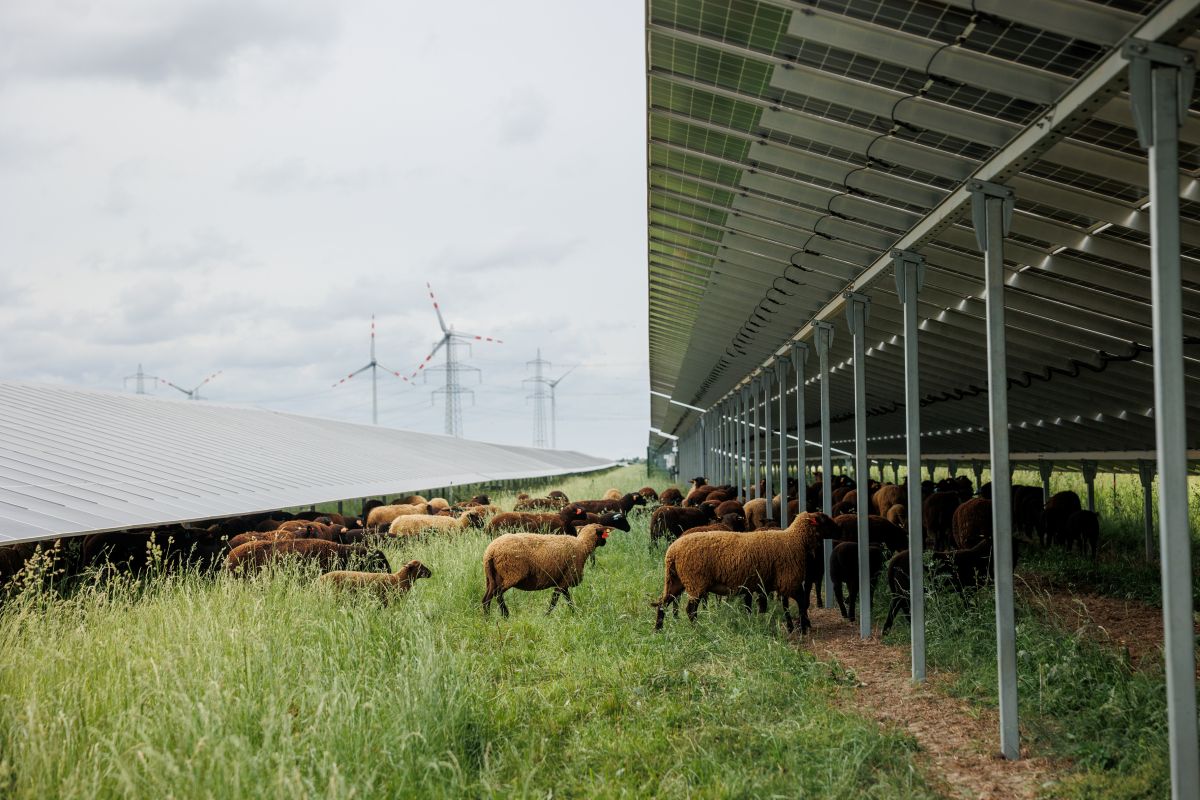 Schafe grasen und suchen Schatten unter Solarpanels auf einer Wiese mit Windrädern im Hintergrund.