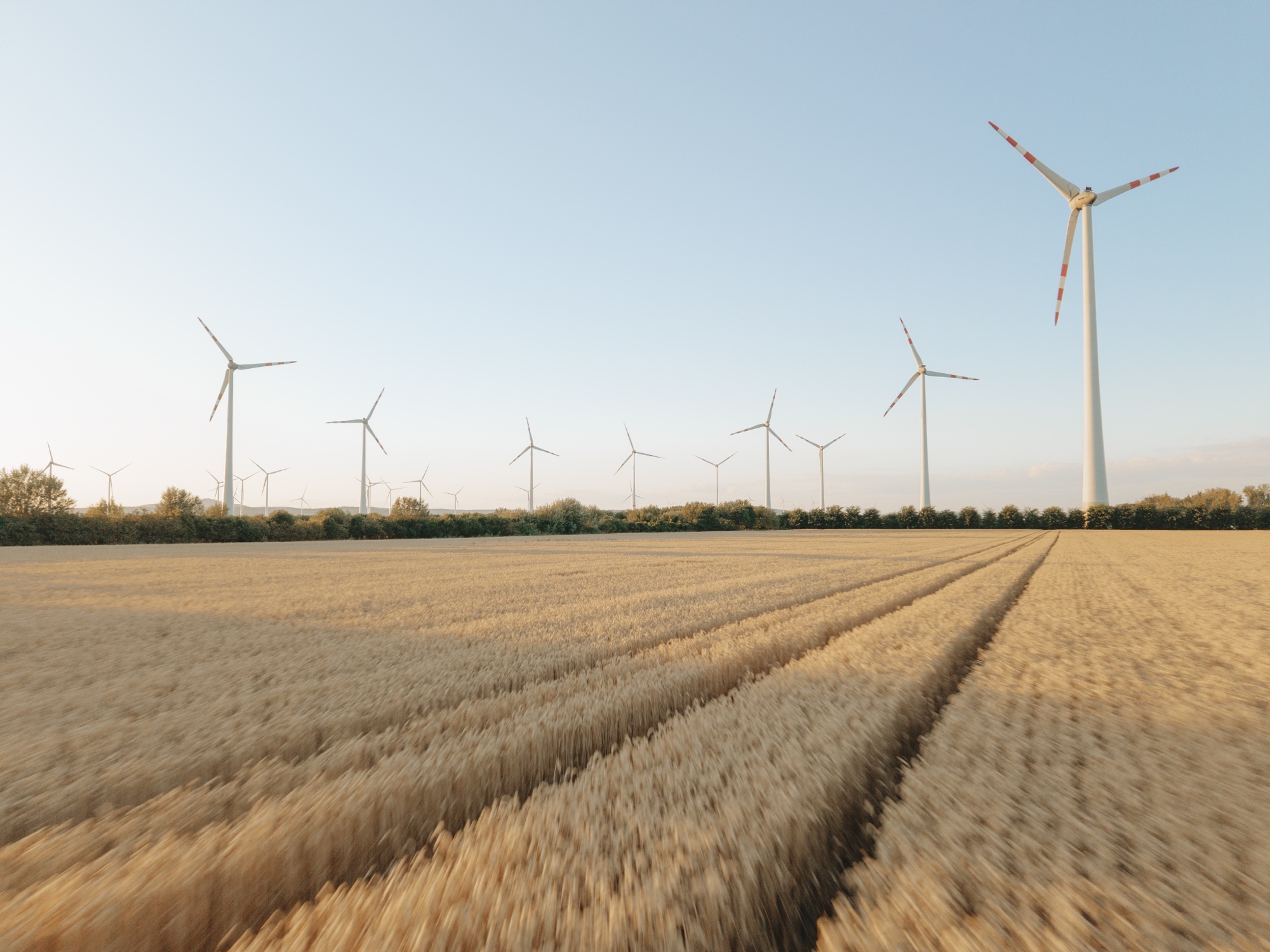Windräder stehen über einem goldenen Weizenfeld unter einem klaren blauen Himmel.