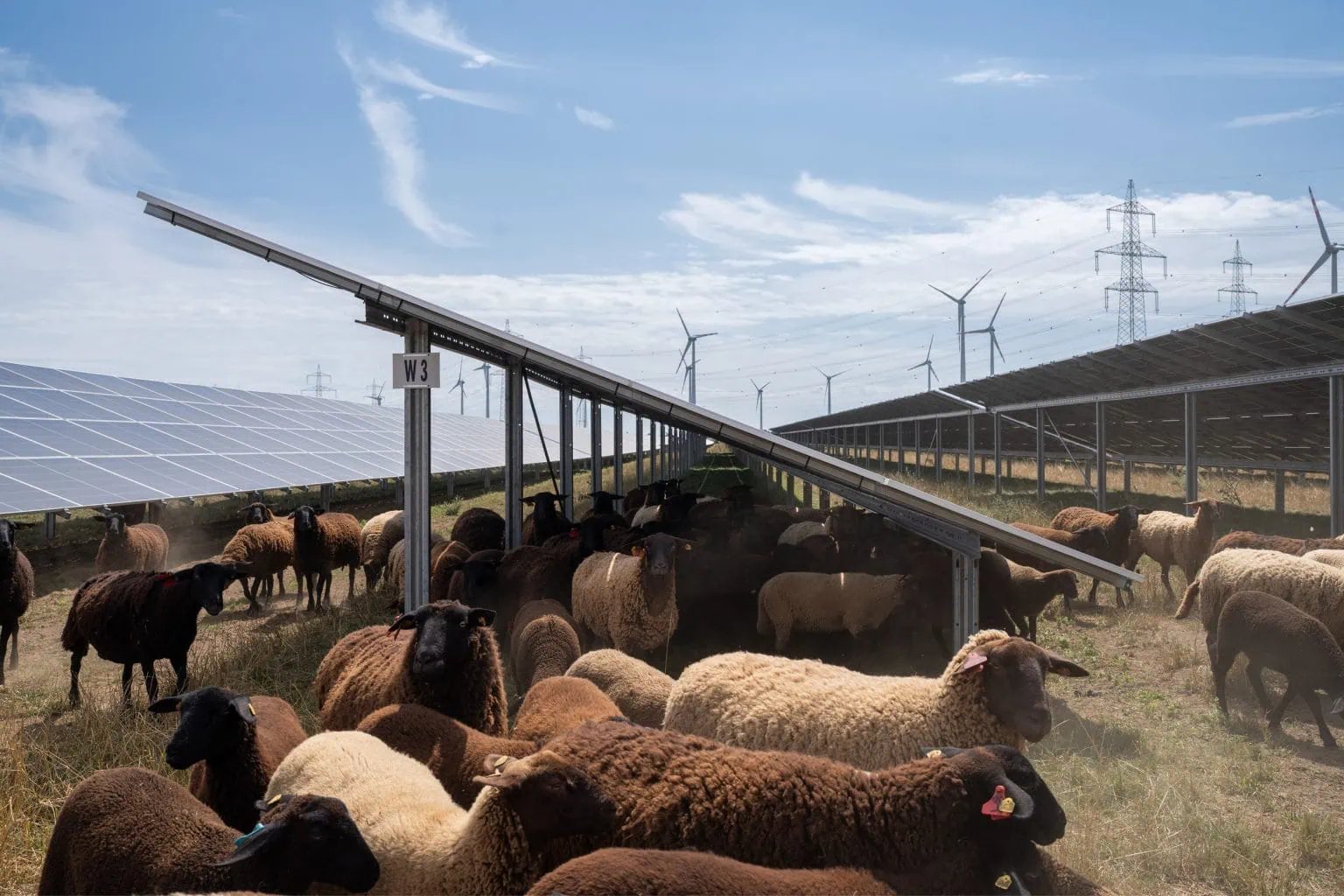 Schafe grasen zwischen den Solarmodulen der Agri-Photovoltaikanlage Nickelsdorf I.
