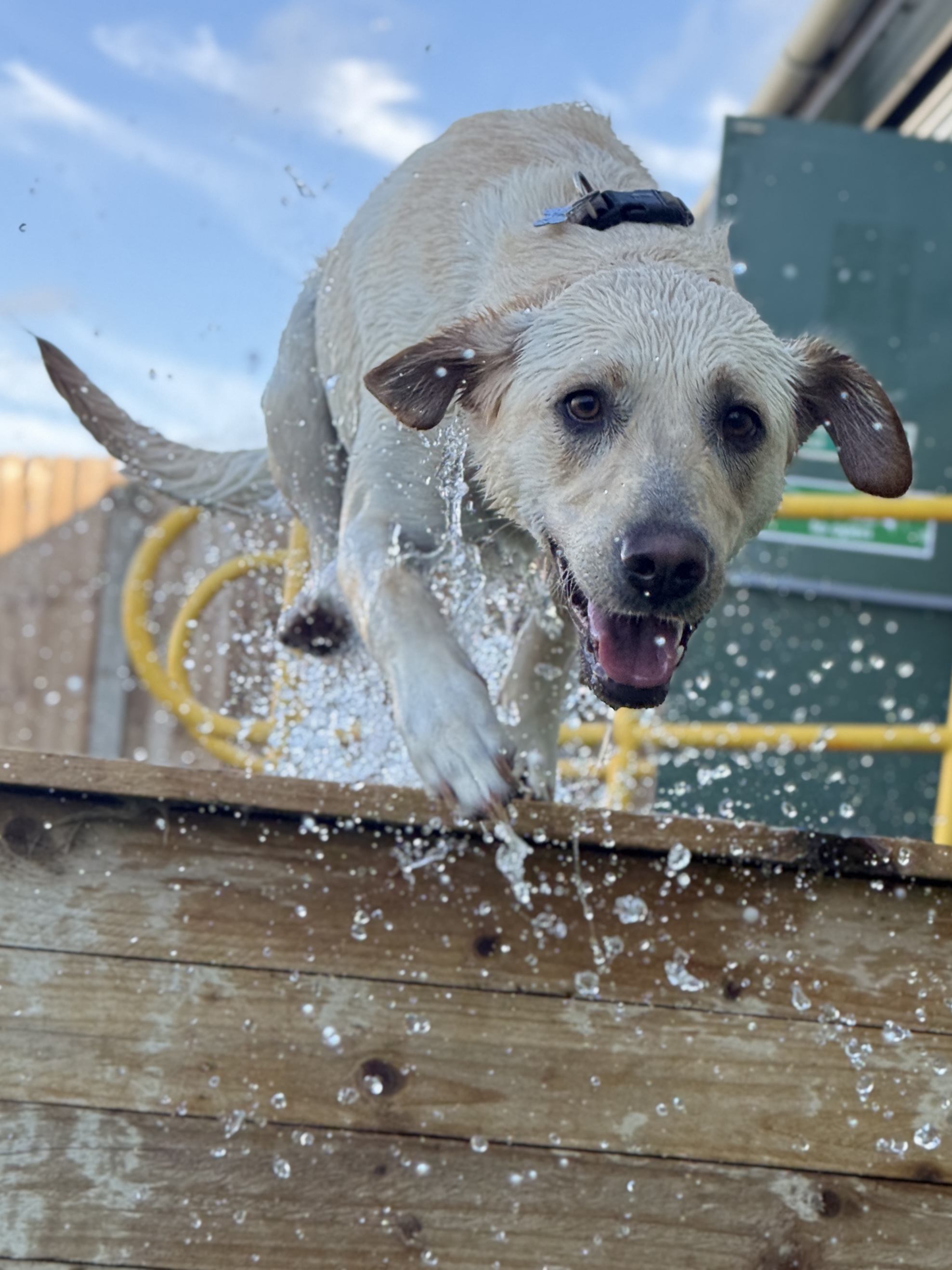 Dogs at Pooch's Yard Day Care