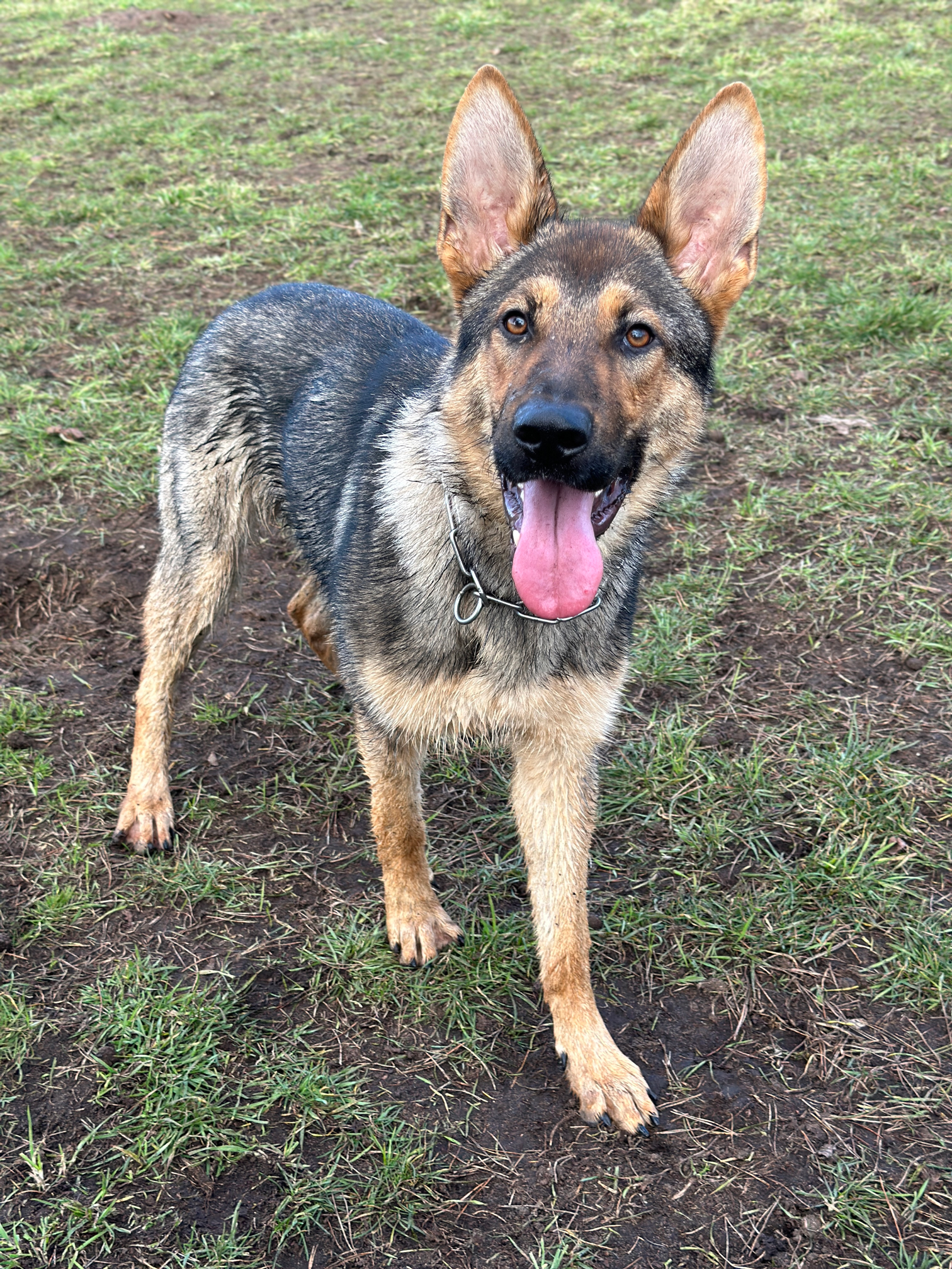 Muddy Field Walk