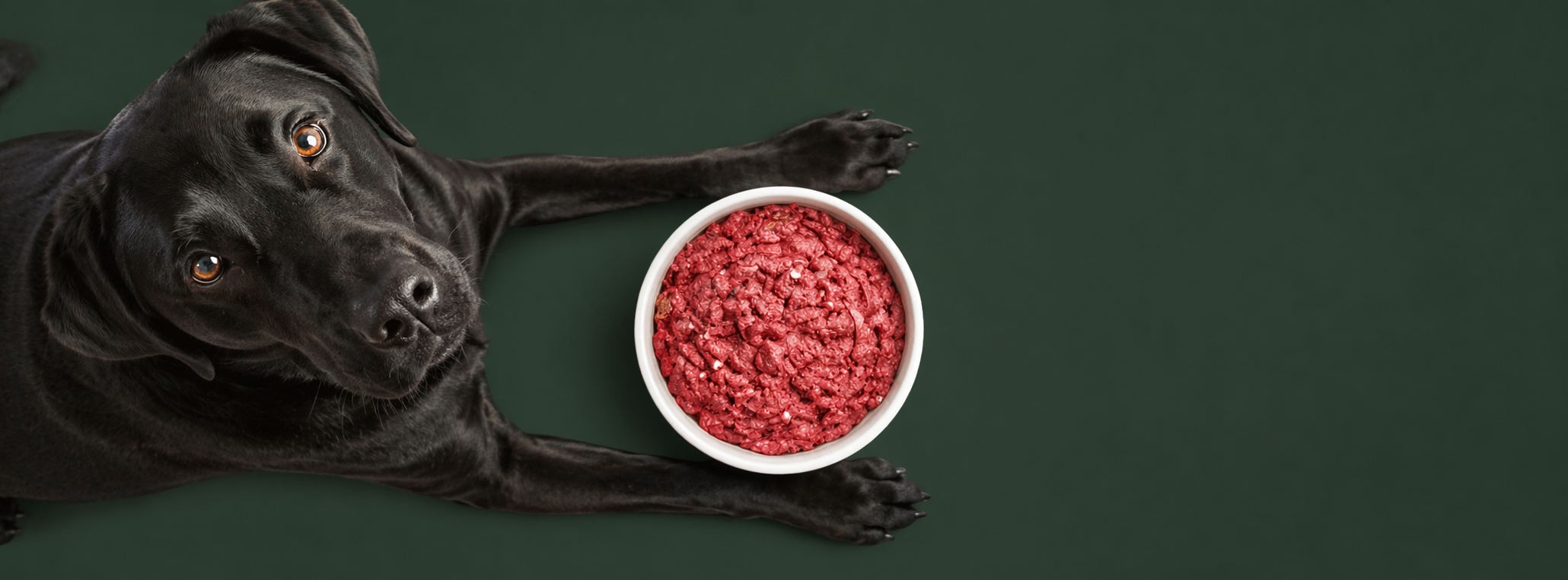 In-store raw food display at Pooch's Yard