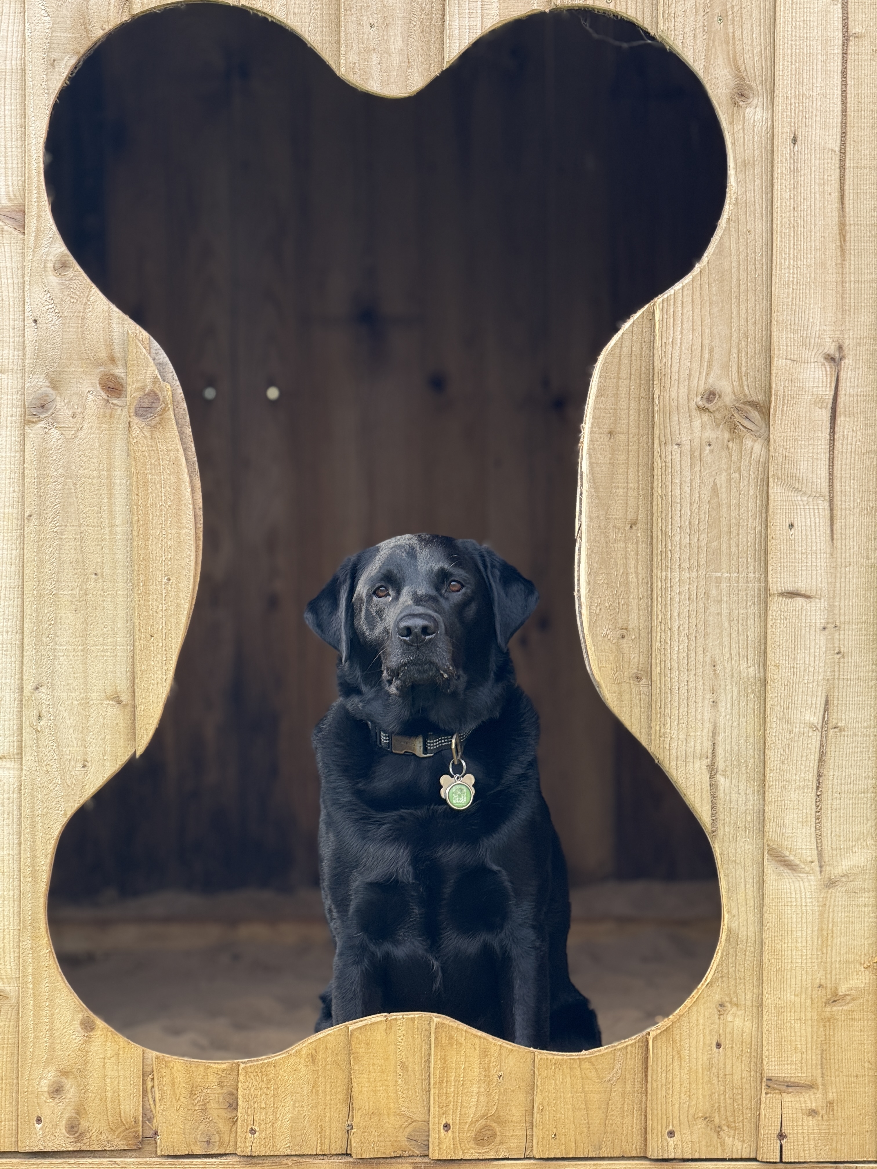 Pooch’s Yard team