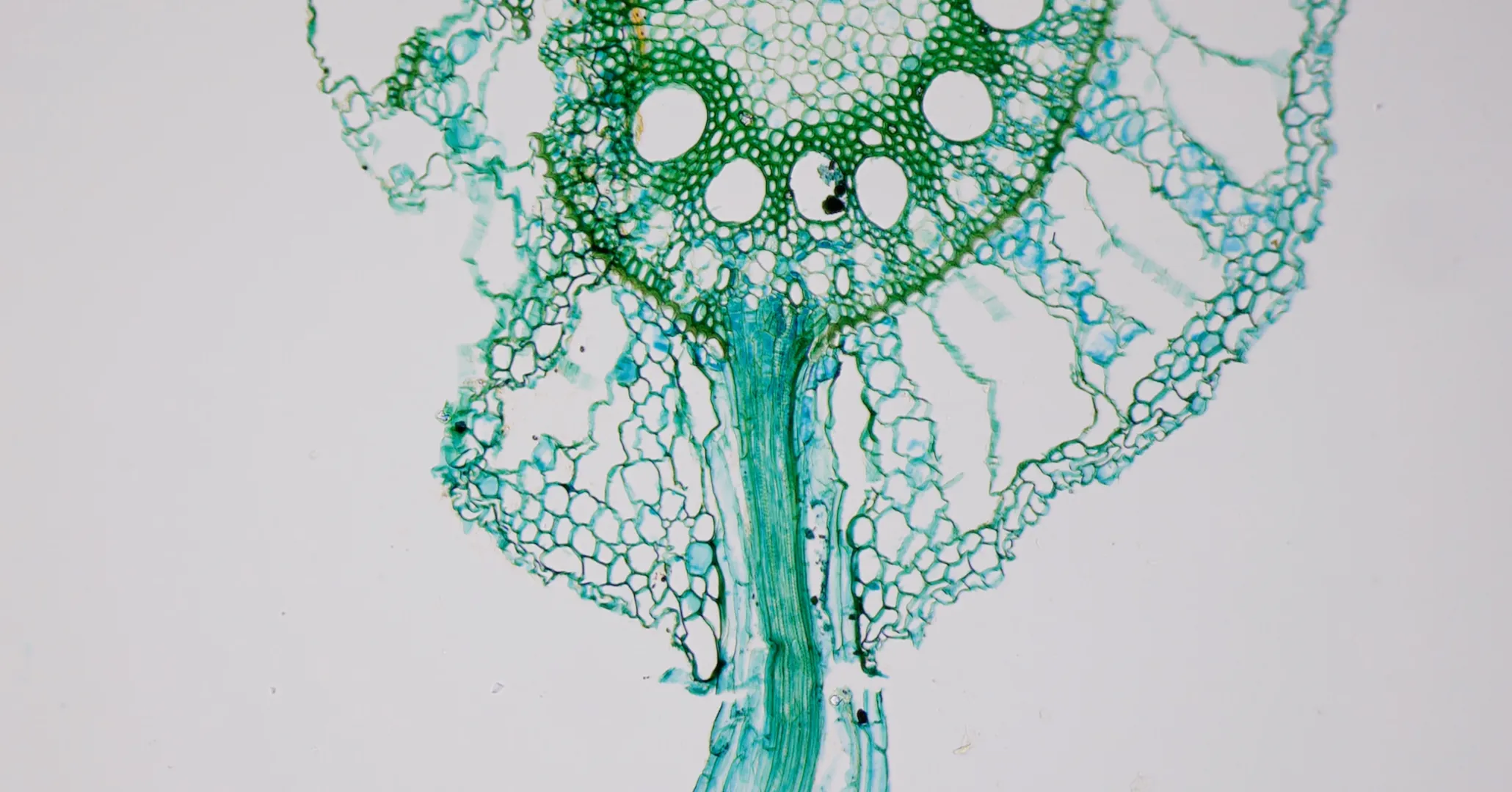 Close-up view of a green plant stem cross-section under a microscope on a light background.