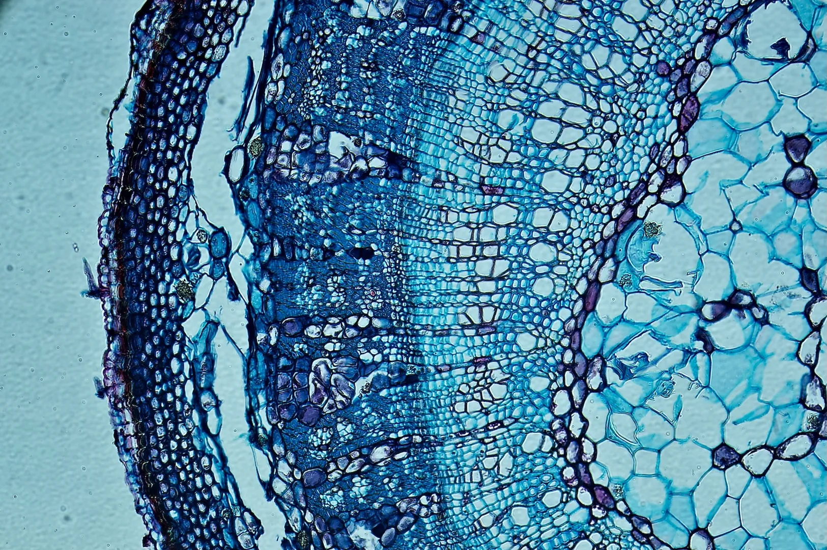 Blue-stained microscopic cross-section of plant tissue showing cellular structures.