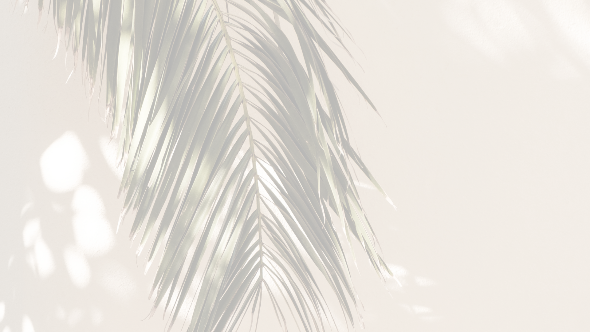 Shadow of palm leaves on white wall stock image