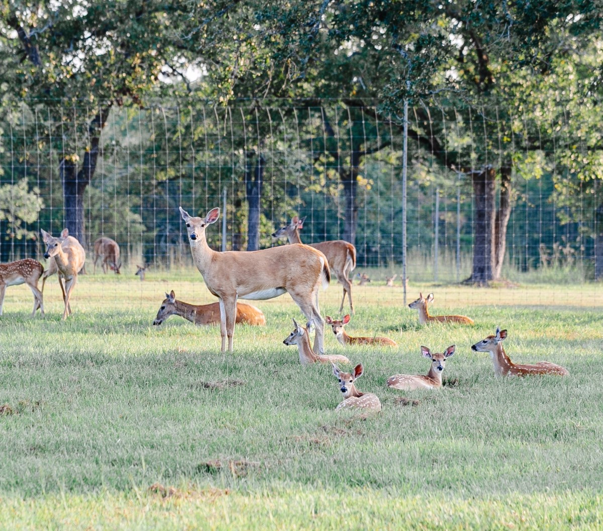 Group of deer, including adults and fawns, resting and standing on grassy field near wire fence and trees.