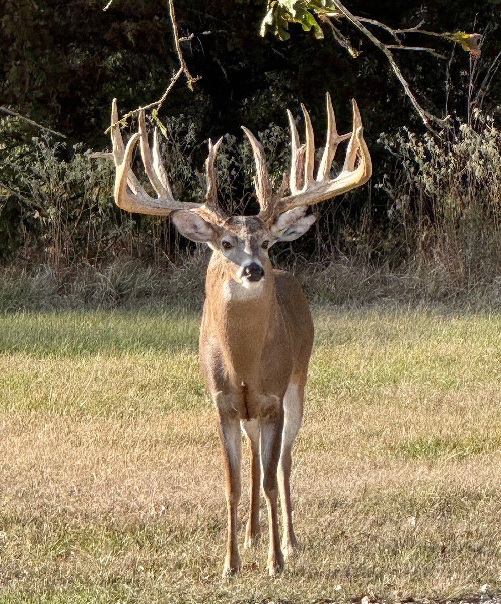 Large buck deer with an impressive set of antlers standing on grass with a forest background.