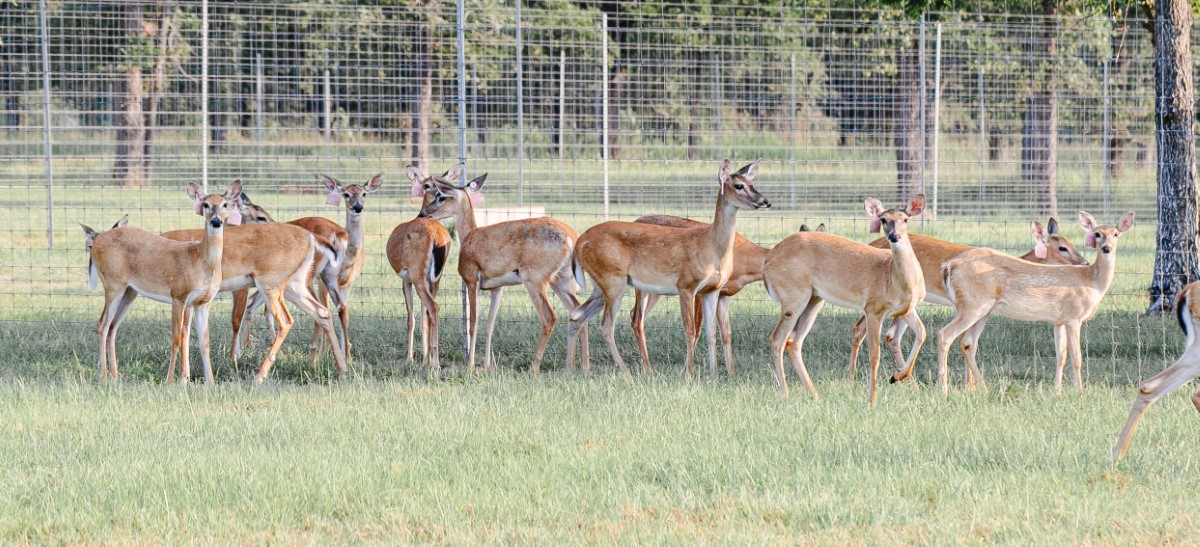 Group of deer standing on grass with trees in the background.