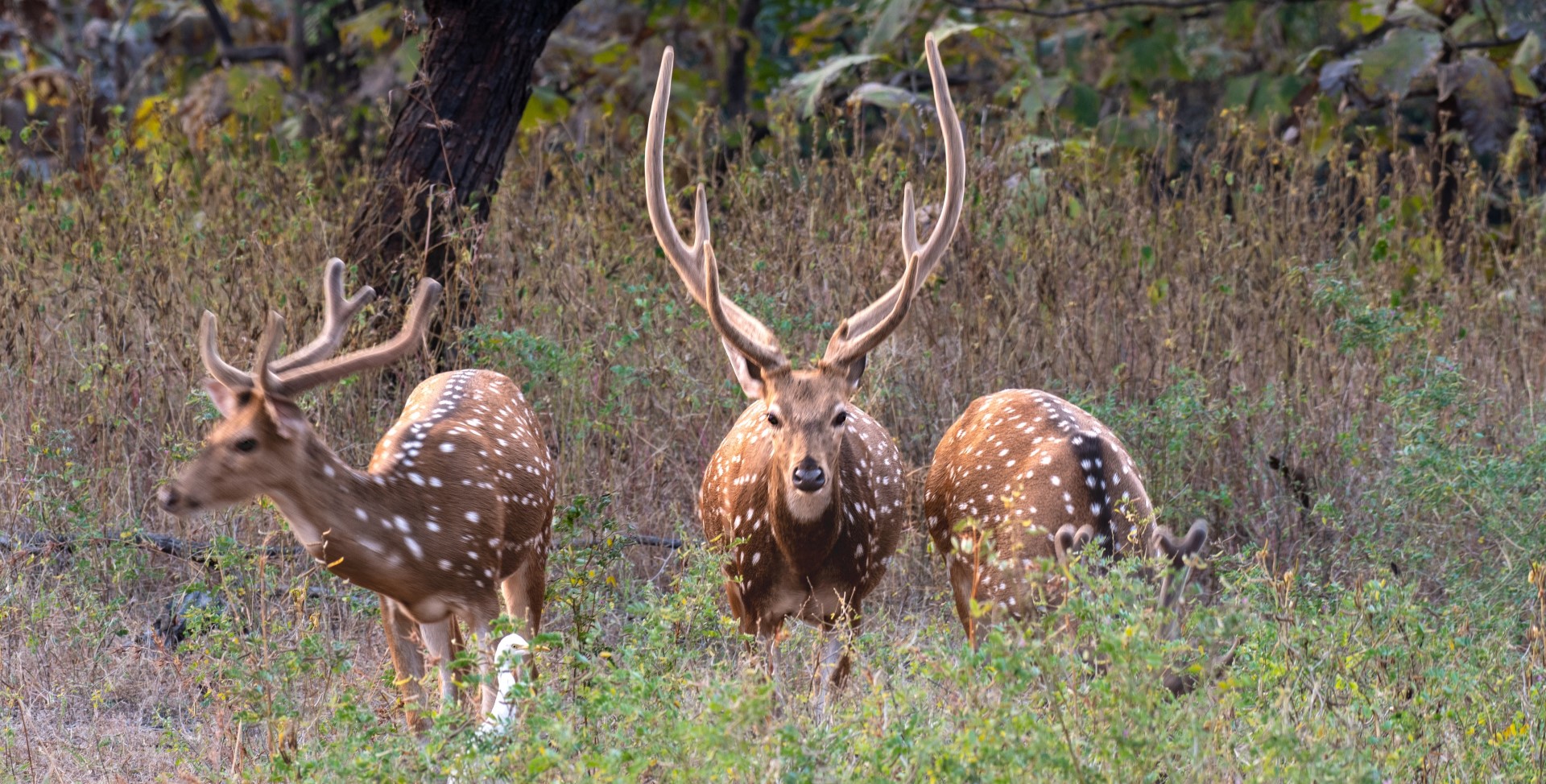 Three spotted deer with antlers standing in a forest clearing with dry grass and shrubs.