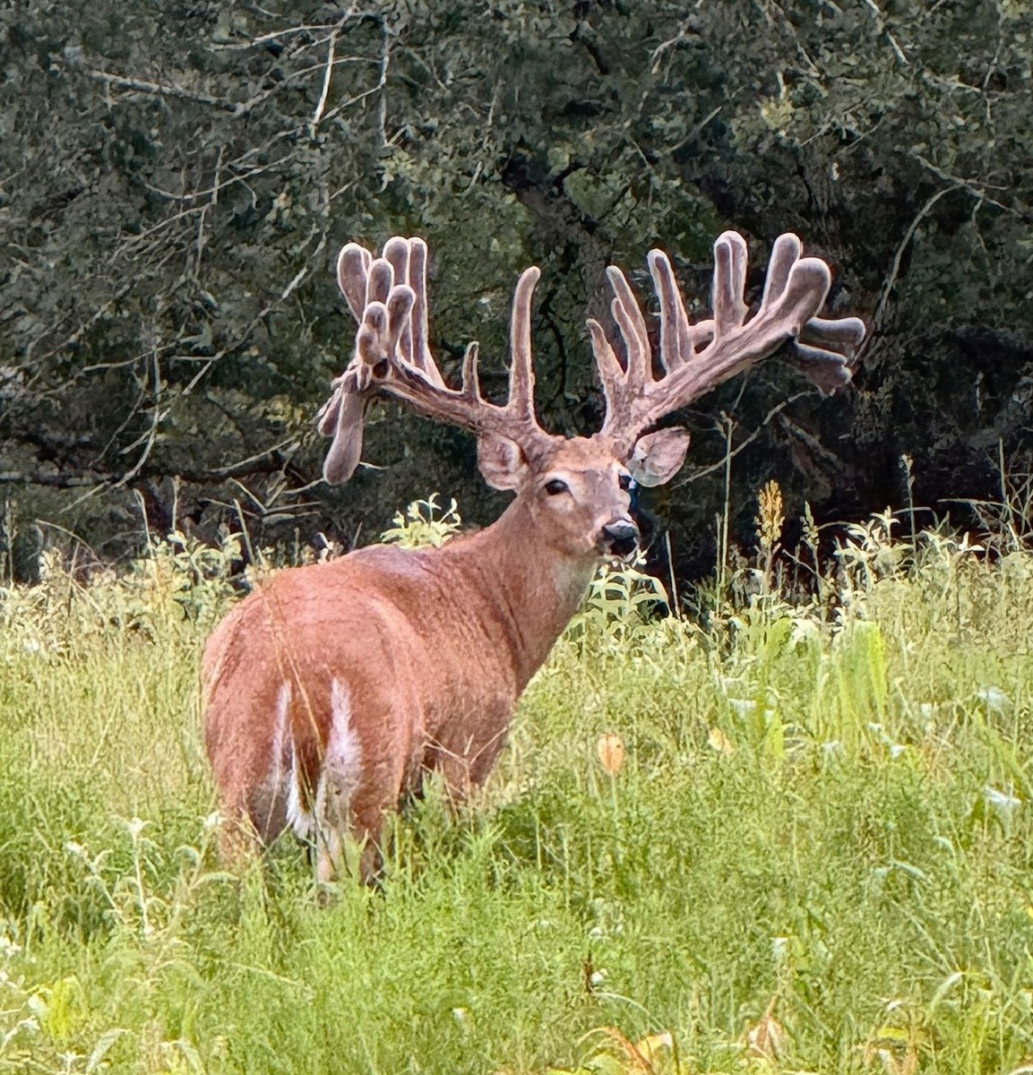 A deer with large, velvety antlers standing in a grassy field in front of trees.