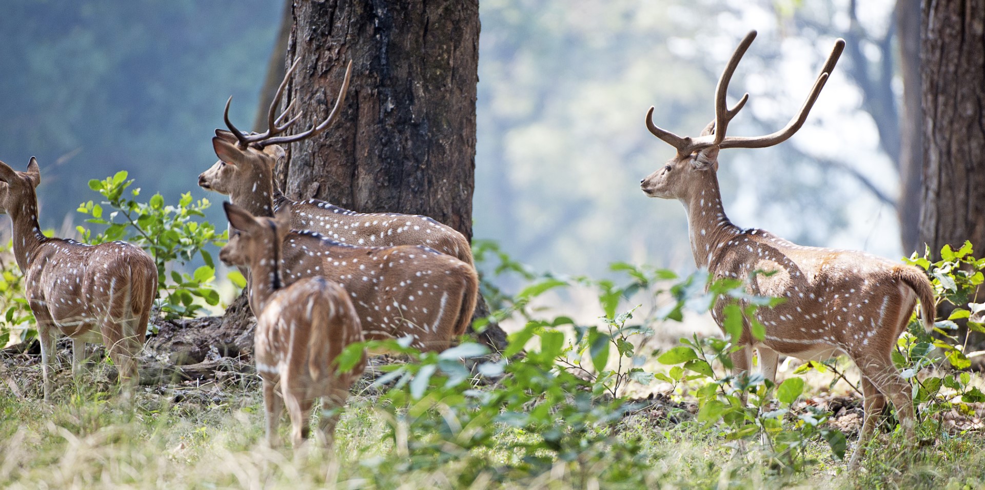 Group of spotted deer with antlers standing near trees in a sunlit forest clearing.