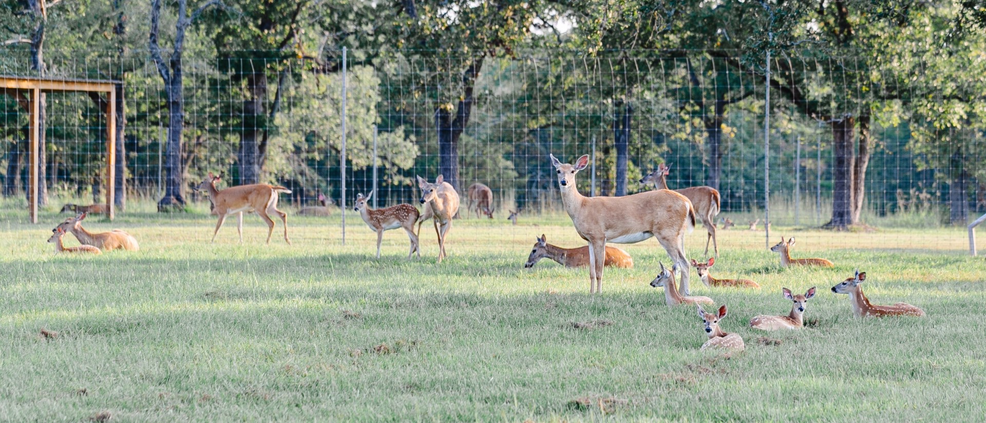 Several deer and fawns, some standing and some lying on grass, with a wire fence and trees in the background.