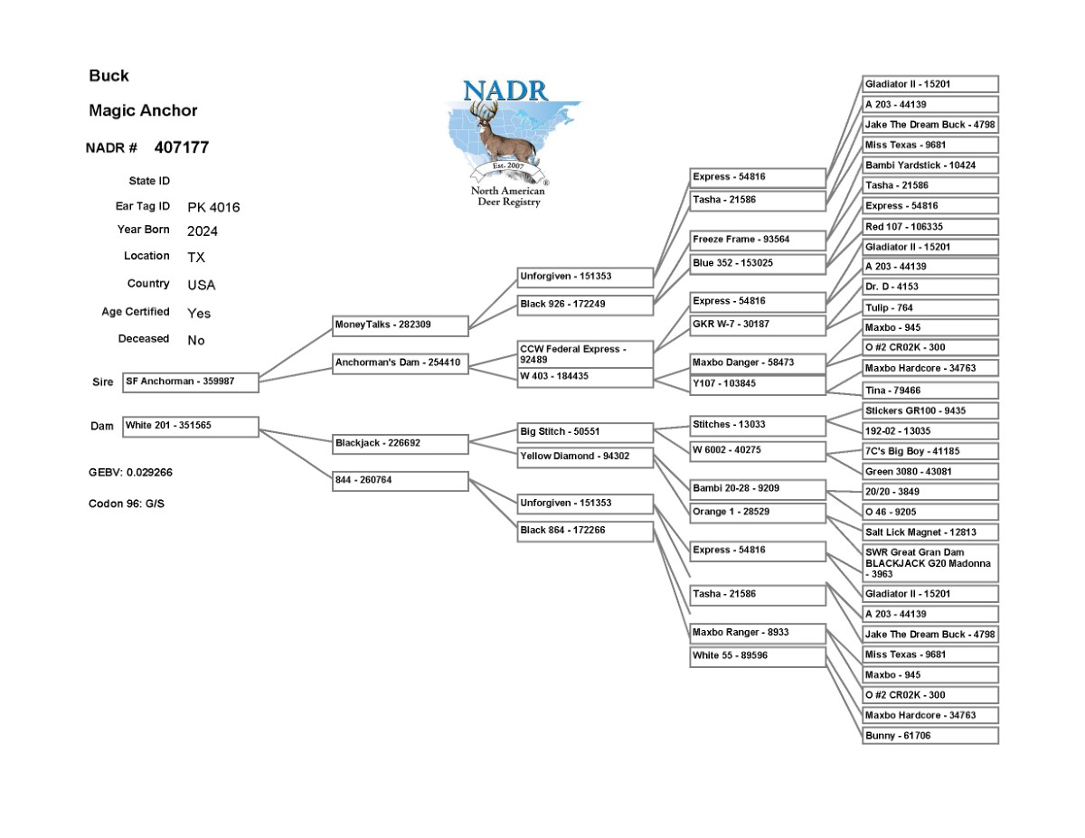 Magic Anchor Pedigree