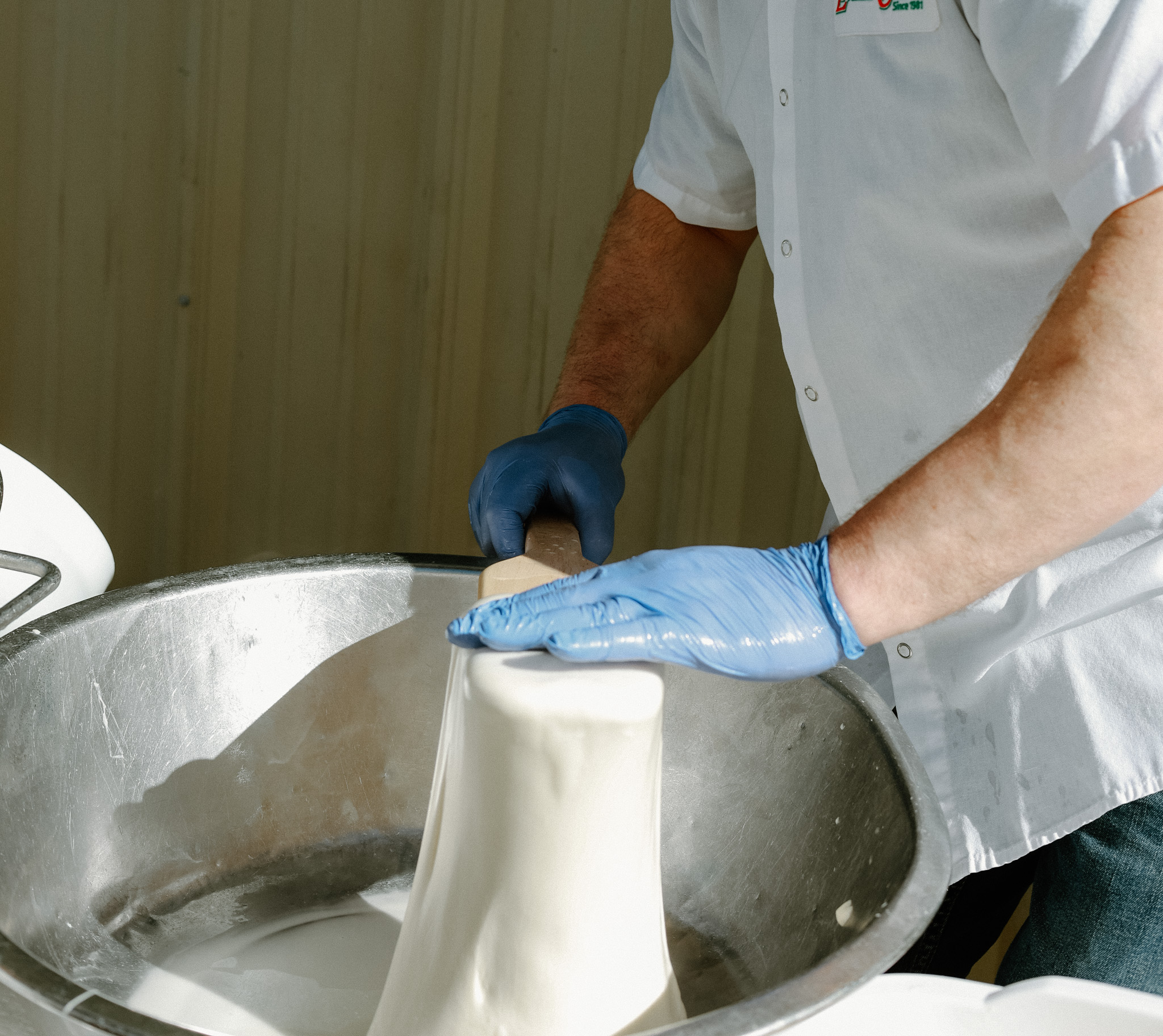 Person in blue gloves handling soft white cheese in a large metal bowl.