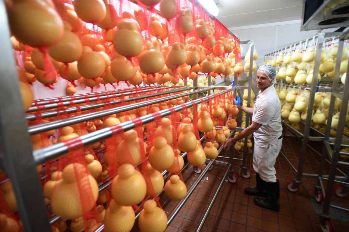 Ralph Liuzzi standing in the aging room showing scamorza and caciocavallo.