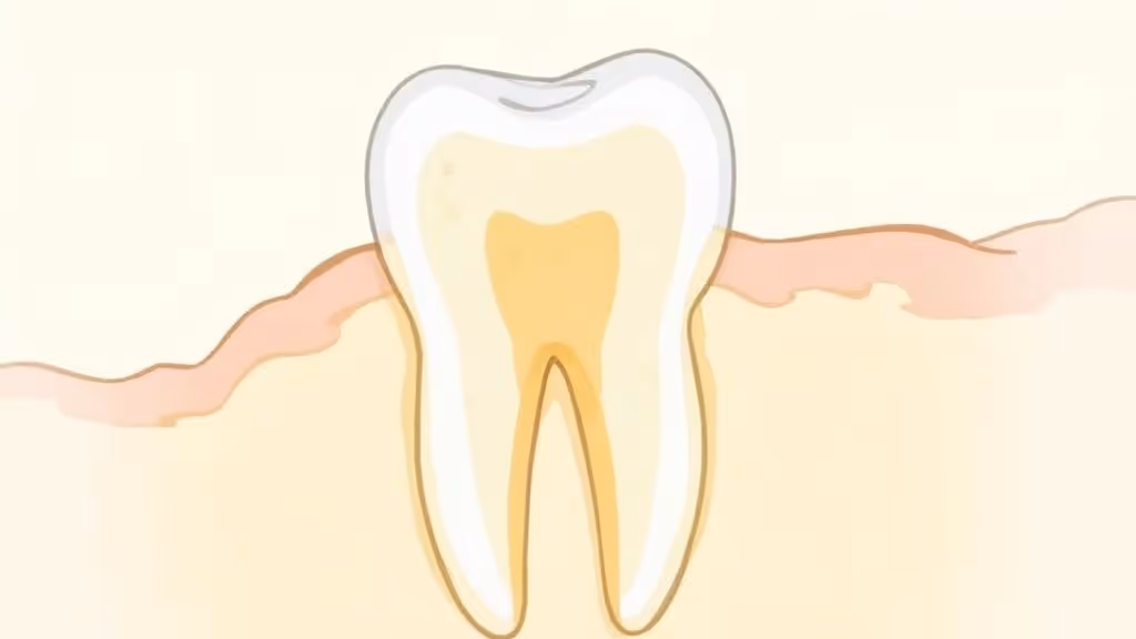 Close-up of a person's smile showing the internal structure of teeth