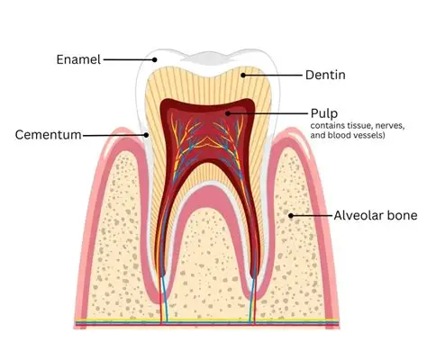 What is Dentin? Structure, Types, and Functions - DentalFord