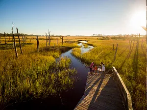 Sunny marshlands in Jacksonville