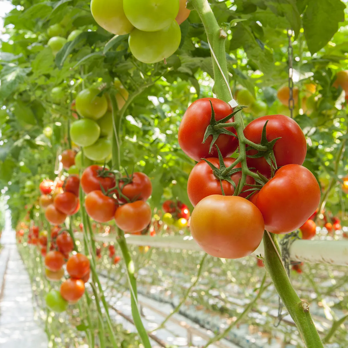 Tomatoes being grown in a hydroponic farm in Jacksonville county