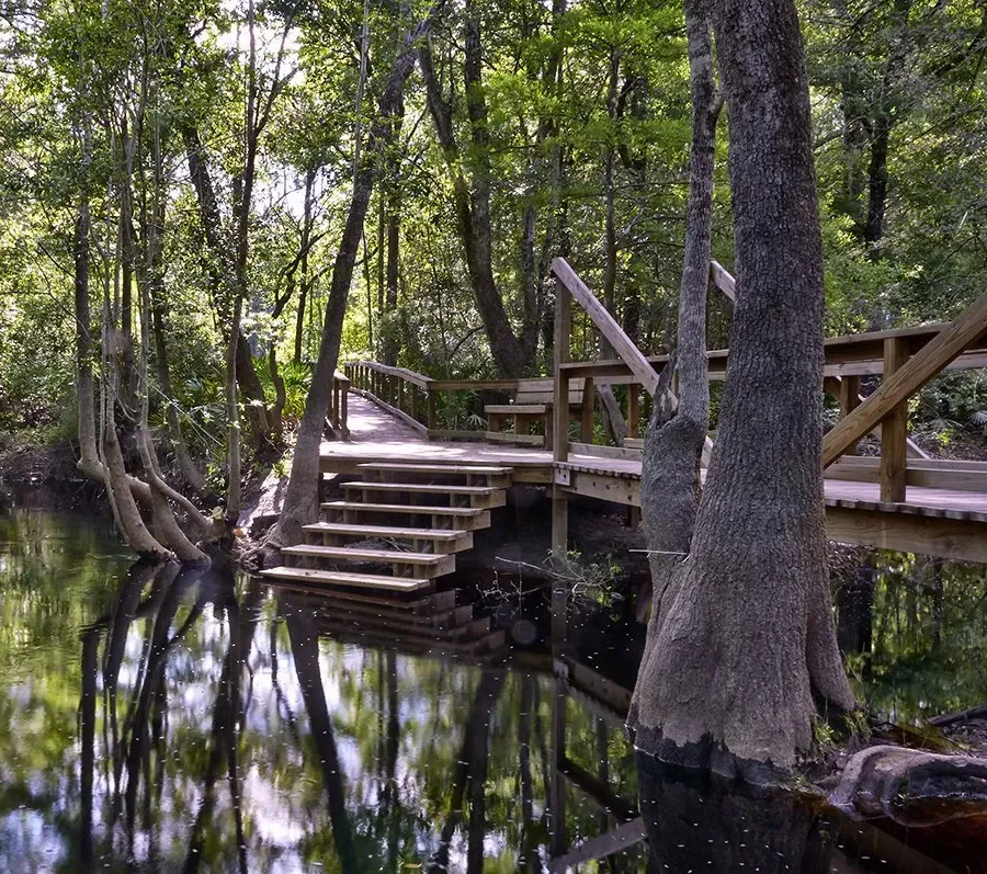 Marshy waterfront in the woods with boardwalk in Jacksonville park